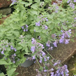 Nepeta 'Walkers Low'