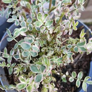 Polemonium caeruleum 'Stairway To Heaven'