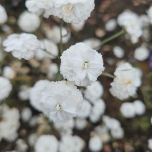 Achillea ptarmica - 'The Pearl' (Sneezewort)