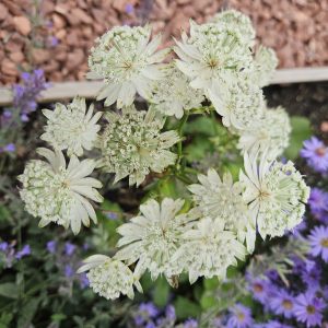 Astrantia 'Major White Giant'