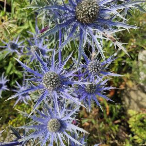 Eryngium planum 'Blue Hobbit'