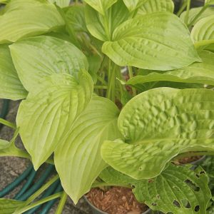 Hosta 'Royal Standard'