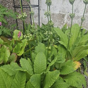 Primula bulleyana