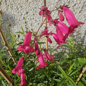 Penstemon 'Garnet'