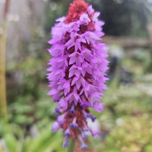Primula vialli (Vial's Primula)