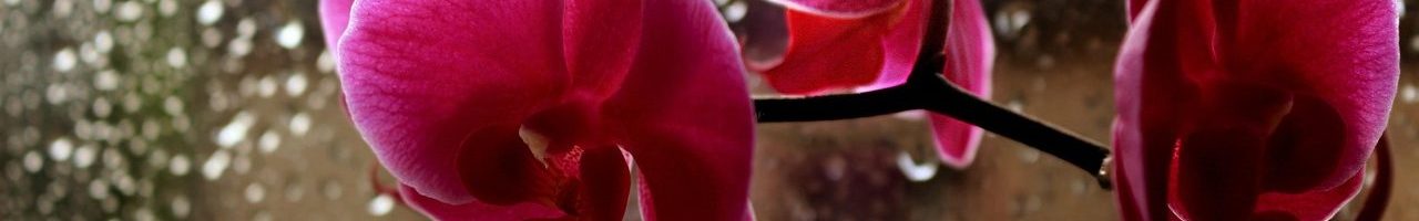 flora, orchid, rain, nature, drops, pink, window