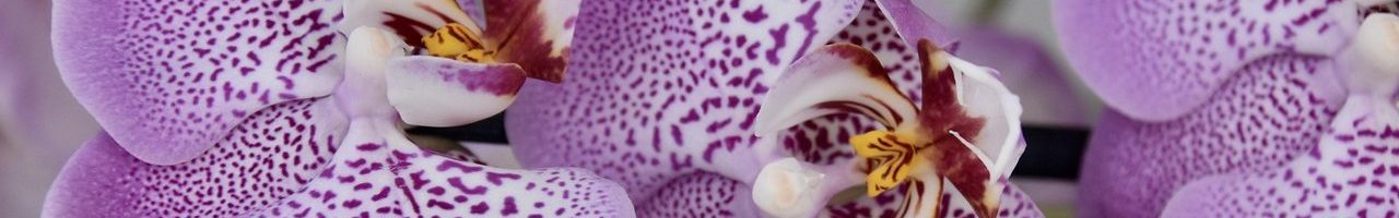 flower, orchid, purple flower, beautiful flowers, flower background, orchid purple, nature offer, flora, orchid flower, plant, flower wallpaper, botanical, fulfillment, nature, flowering spring