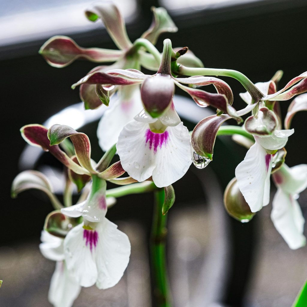 Delicate white orchids with purple centers captured in a vibrant close-up showcasing nature's beauty.