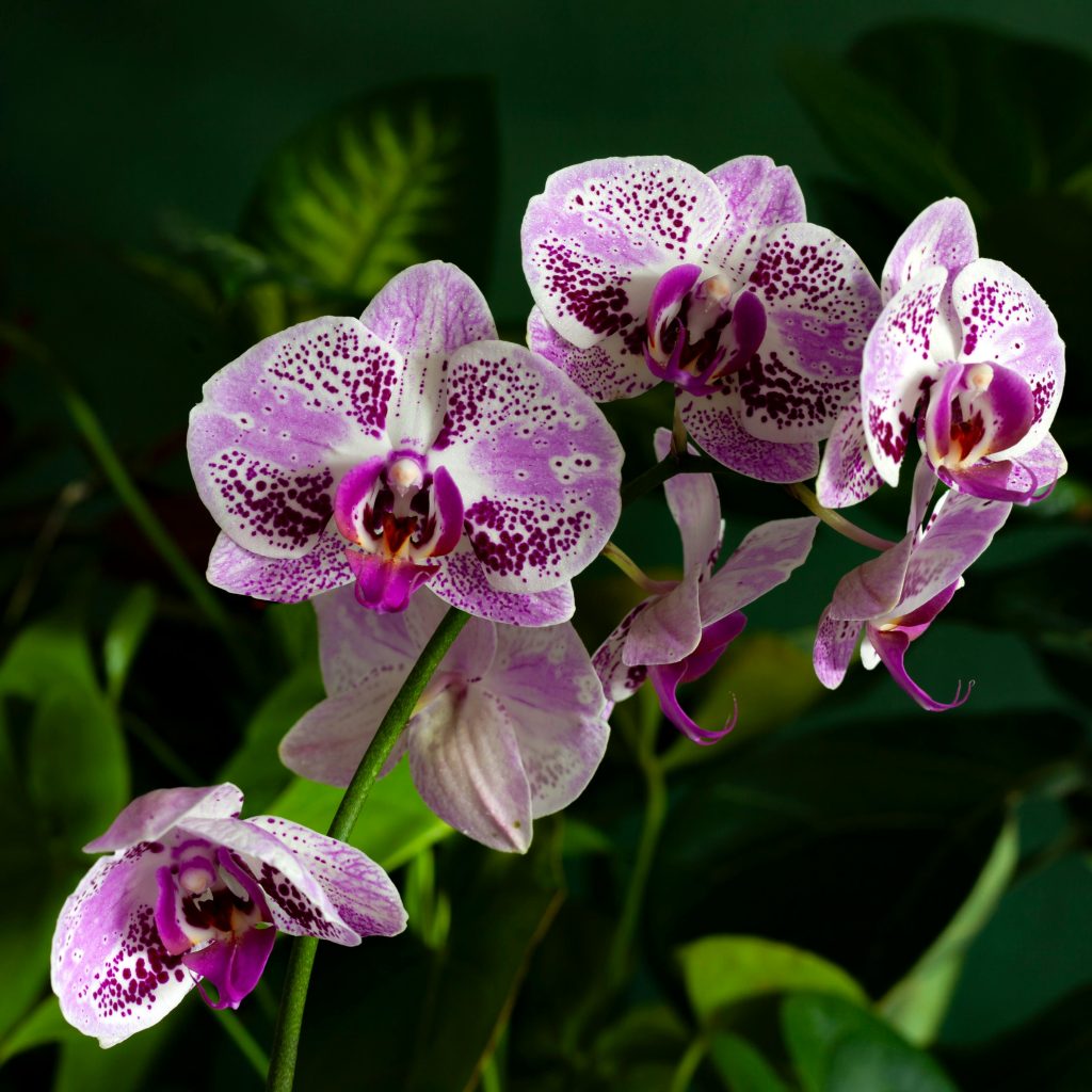 Beautiful purple Phalaenopsis orchids blooming in natural light with lush green leaves.