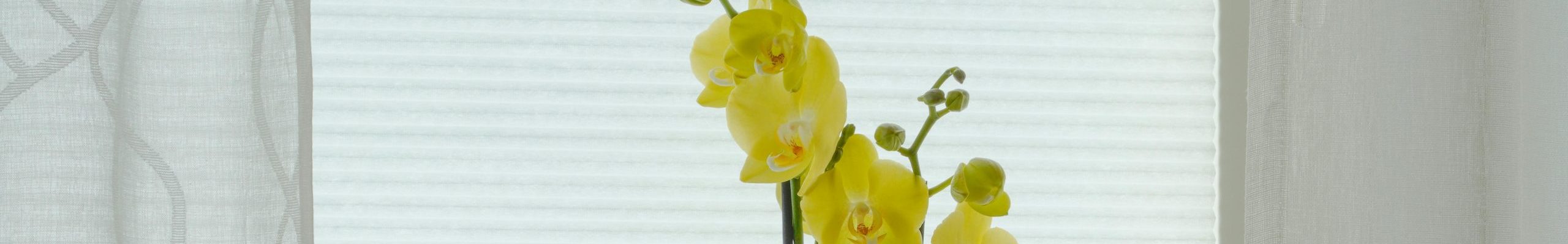 Bright yellow orchid in a green pot on a window sill with white curtains.