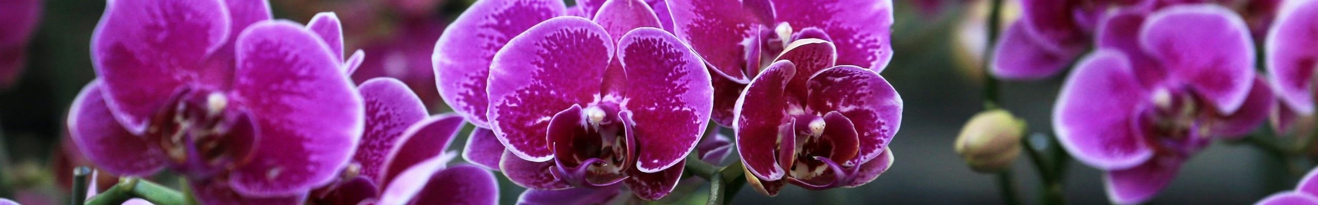 Close-up of vibrant pink orchids in full bloom outdoors showcasing their beauty.