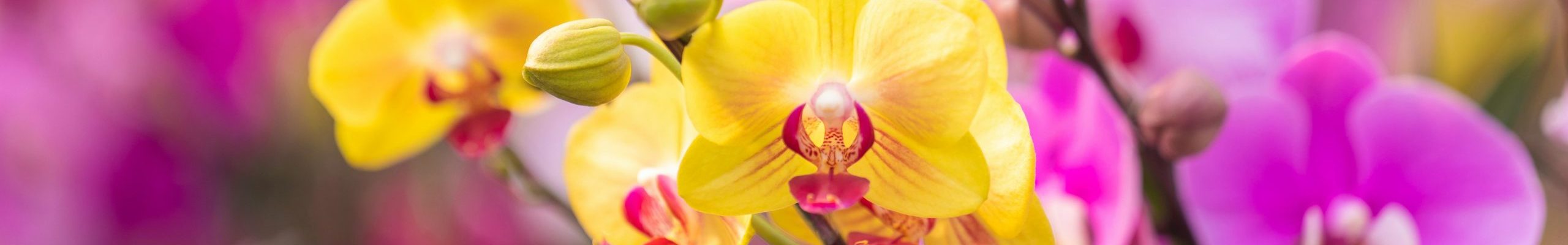 Close-up of colorful orchids in full bloom, showcasing their delicate petals and vibrant hues.