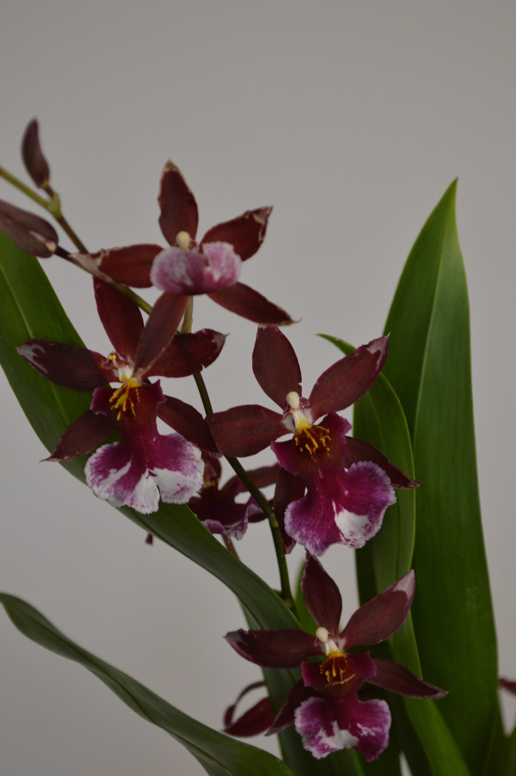 Barrocco Red, Cambria Orchid - Image 3