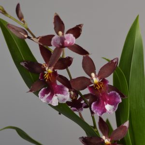 Barrocco Red, Cambria Orchid