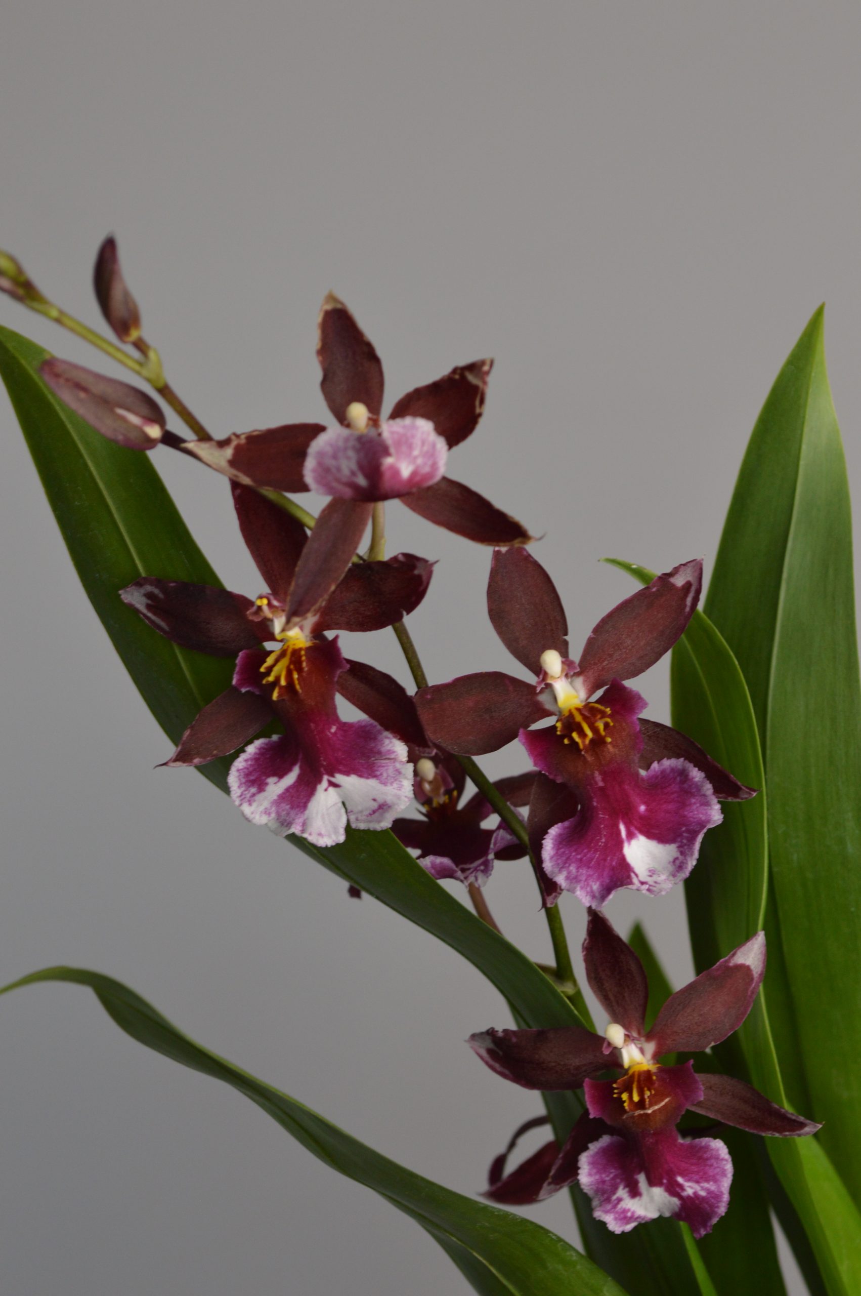 Barrocco Red, Cambria Orchid