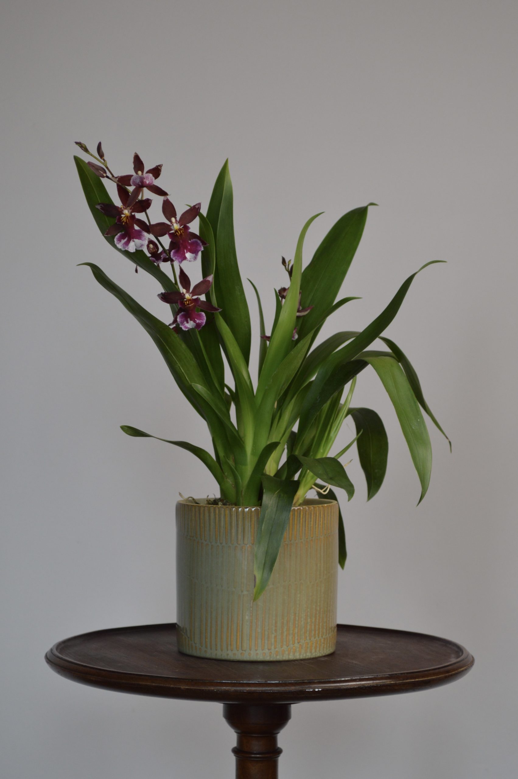 Barrocco Red, Cambria Orchid - Image 4