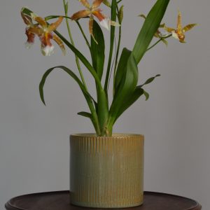 Renaissance, Orange Cambria Orchid