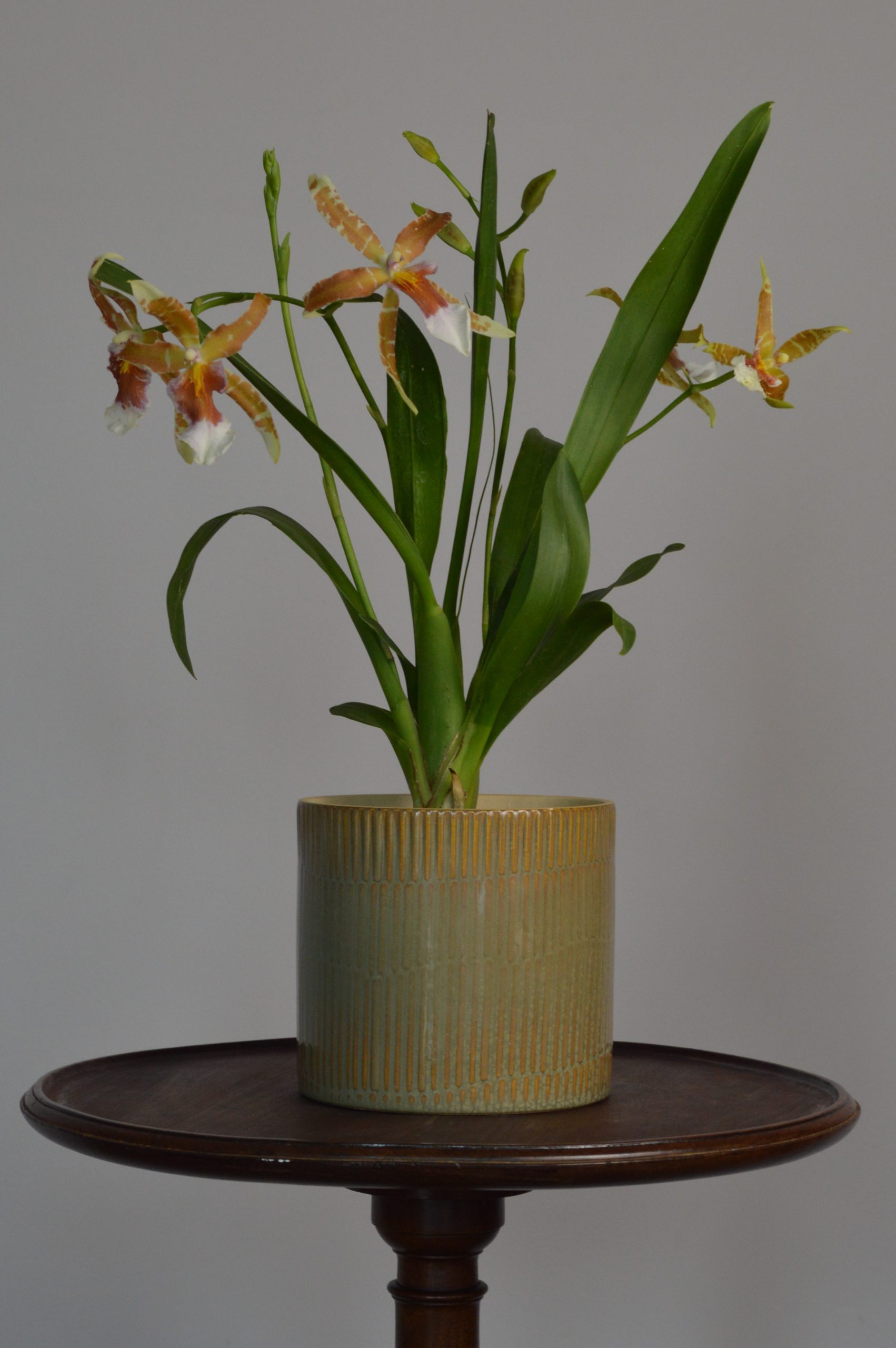 Renaissance, Orange Cambria Orchid