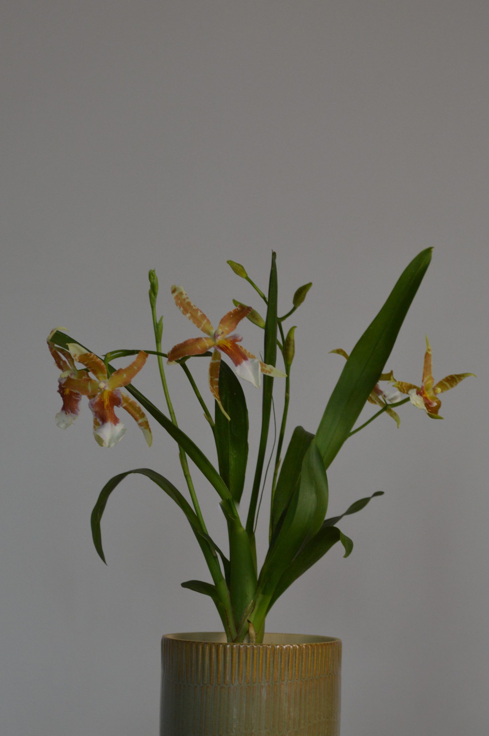 Renaissance, Orange Cambria Orchid - Image 2