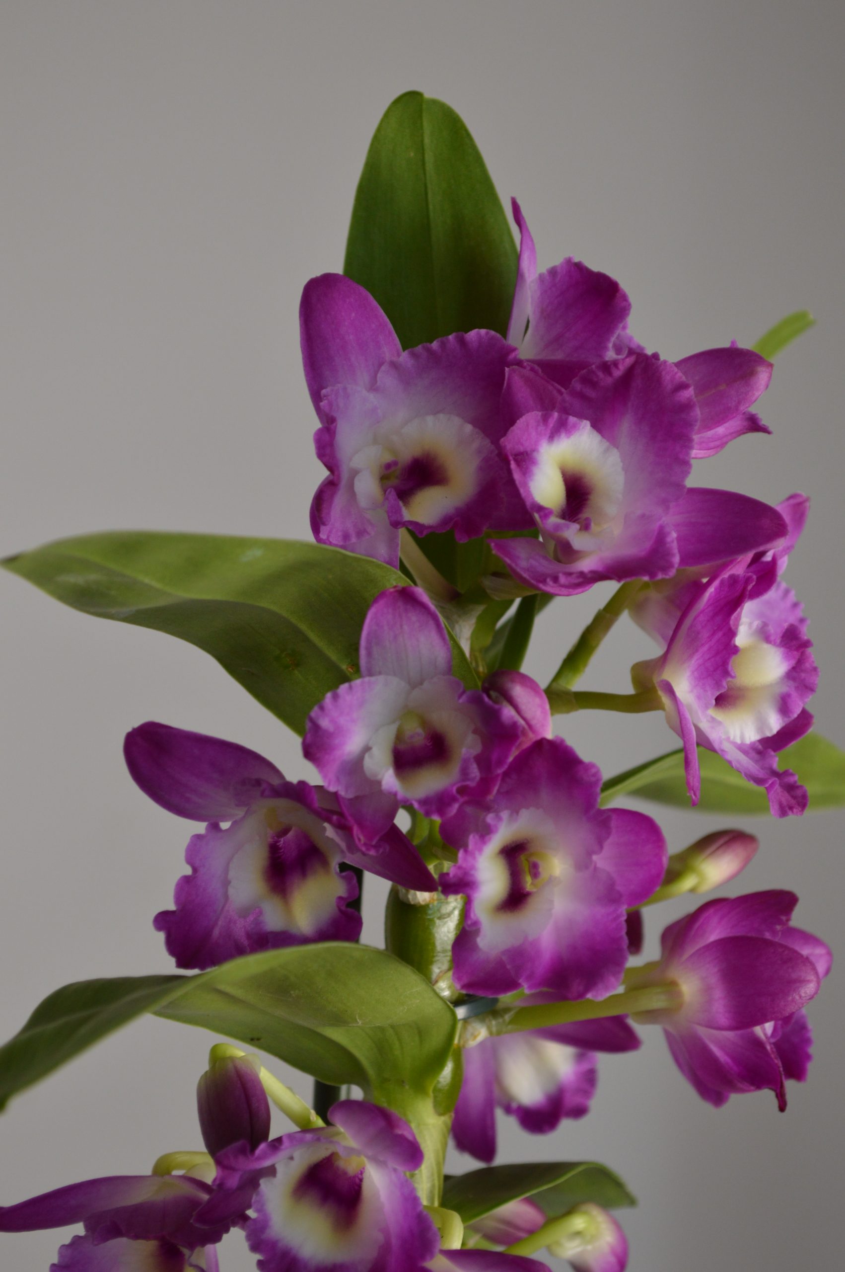 Akatsuki, Purple Dendrobium Nobile Orchid - Image 2