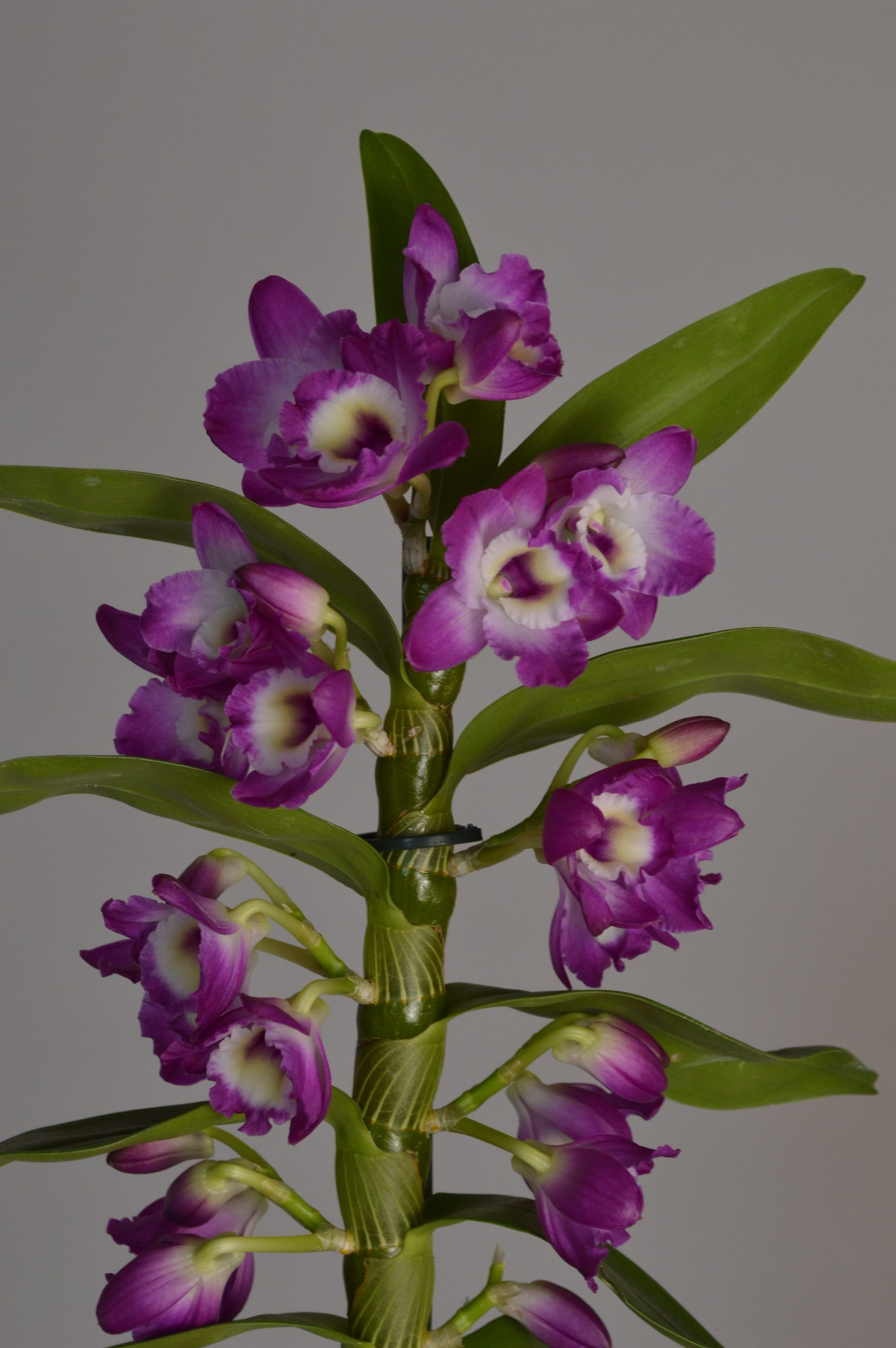Akatsuki, Purple Dendrobium Nobile Orchid - Image 4