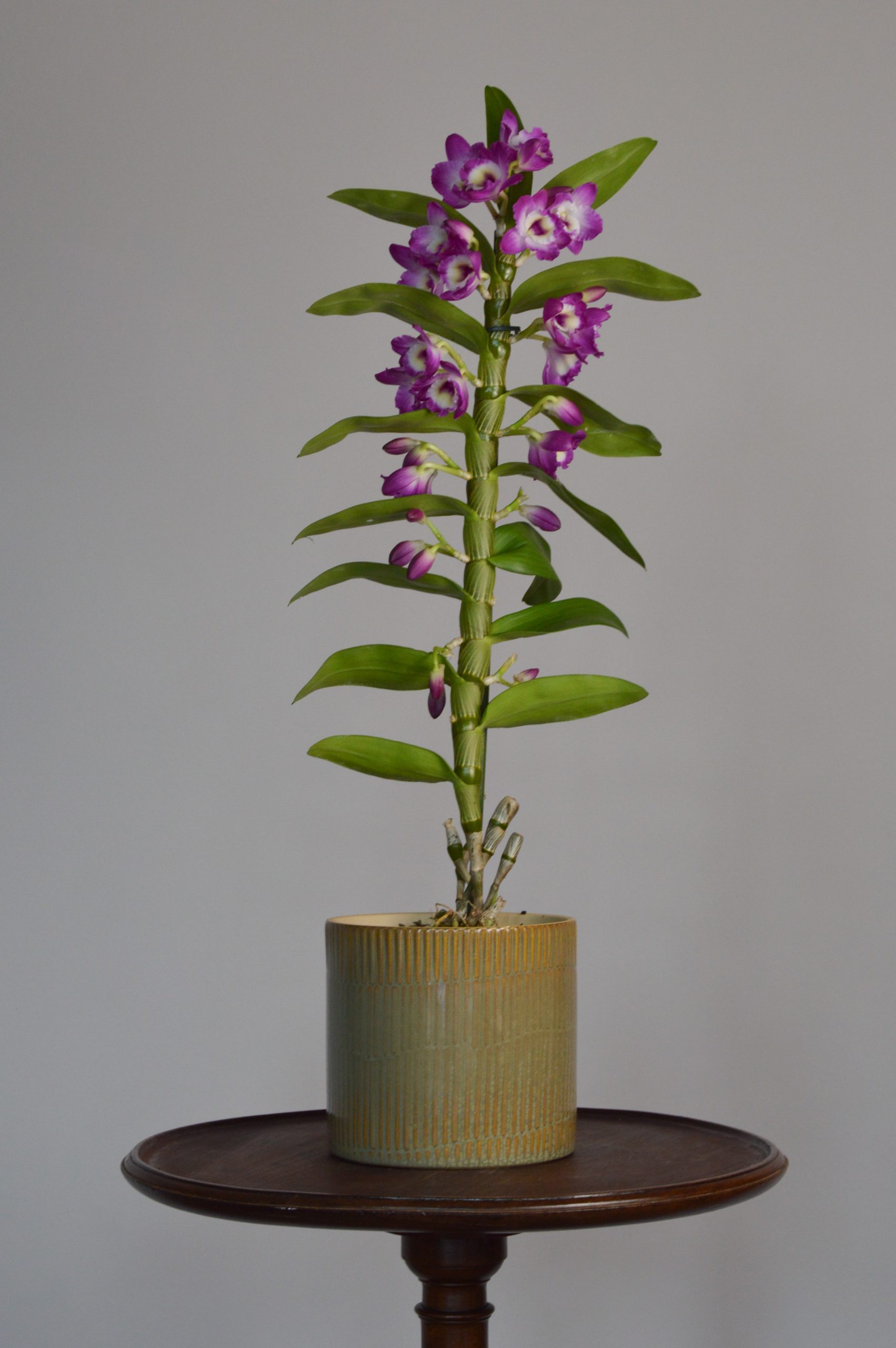 Akatsuki, Purple Dendrobium Nobile Orchid - Image 6