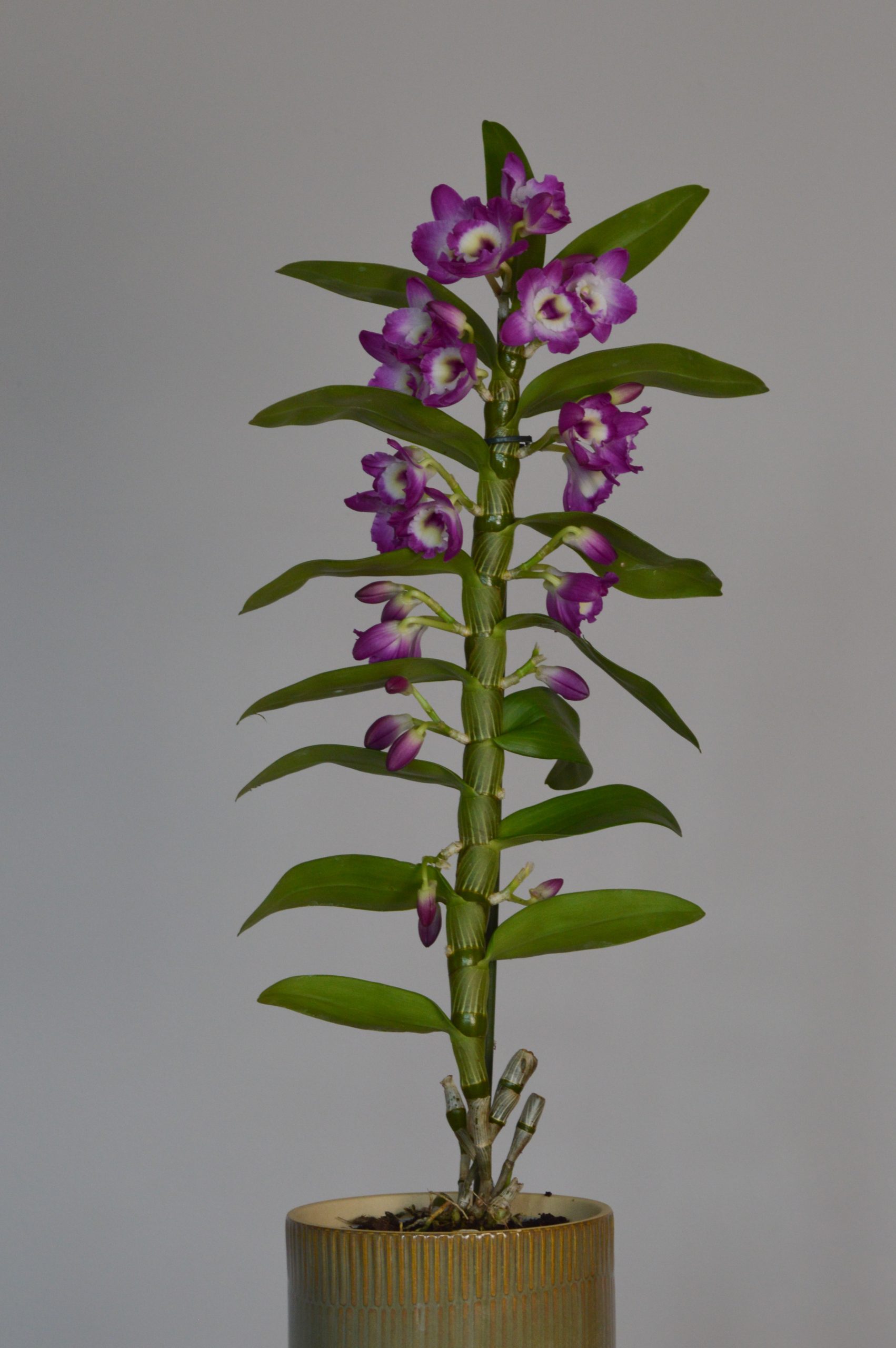 Akatsuki, Purple Dendrobium Nobile Orchid - Image 5