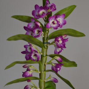 Akatsuki, Purple Dendrobium Nobile Orchid