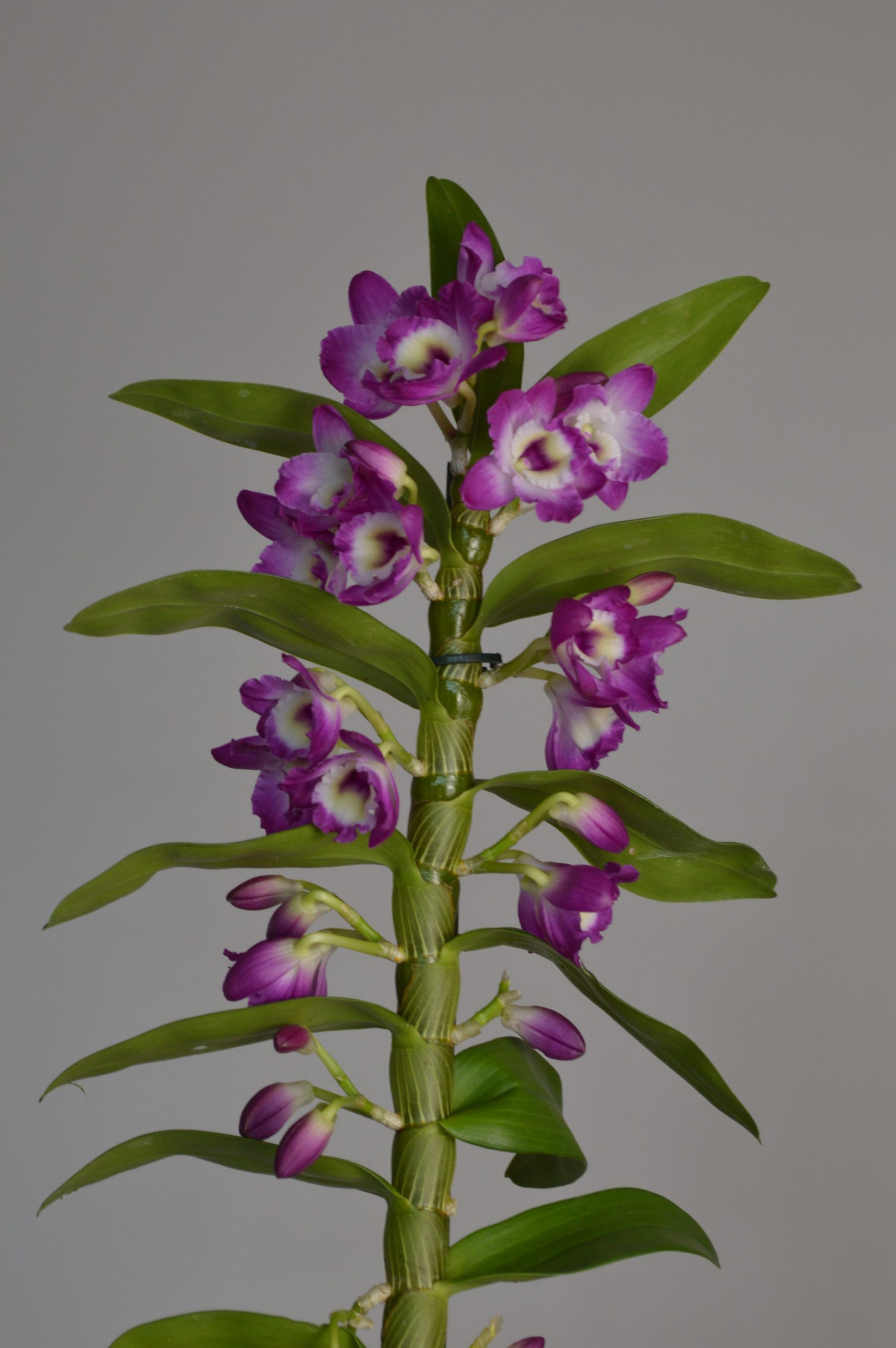 Akatsuki, Purple Dendrobium Nobile Orchid