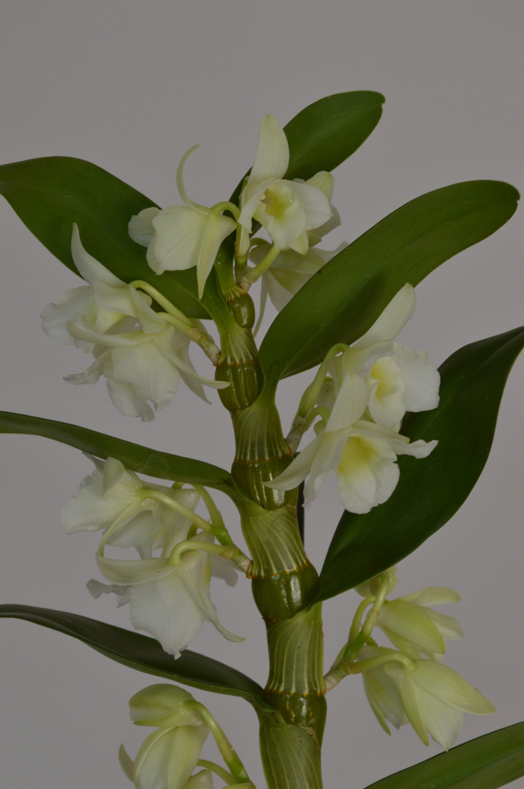 Apollon White, Dendrobium Nobile Orchid - Image 4