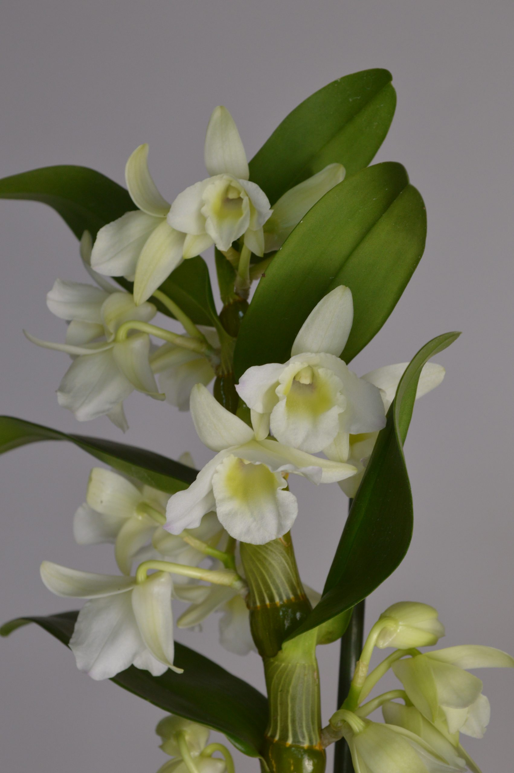 Apollon White, Dendrobium Nobile Orchid - Image 2