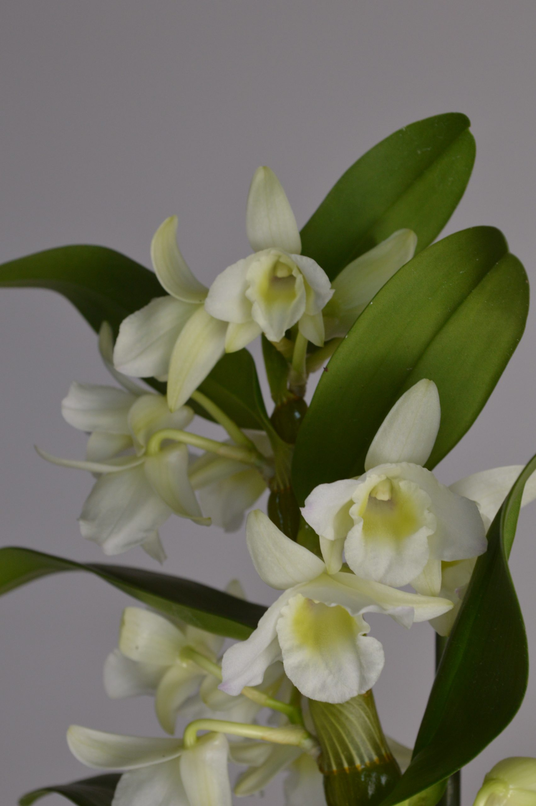 Apollon White, Dendrobium Nobile Orchid - Image 3