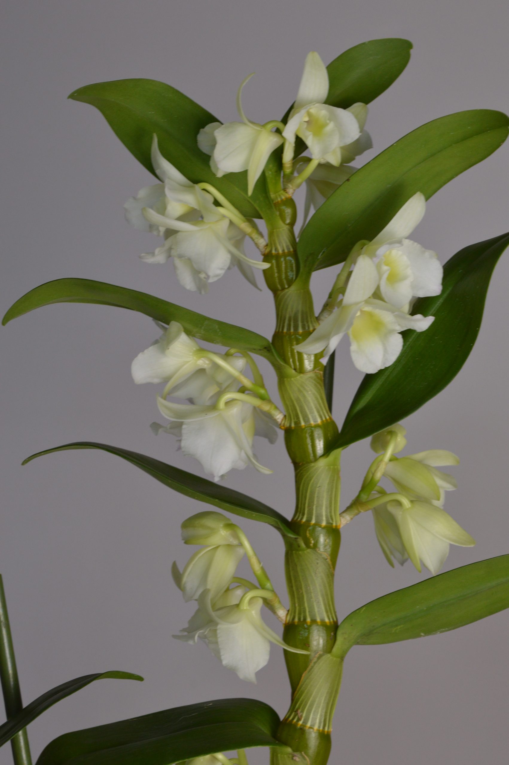 Apollon White, Dendrobium Nobile Orchid - Image 5