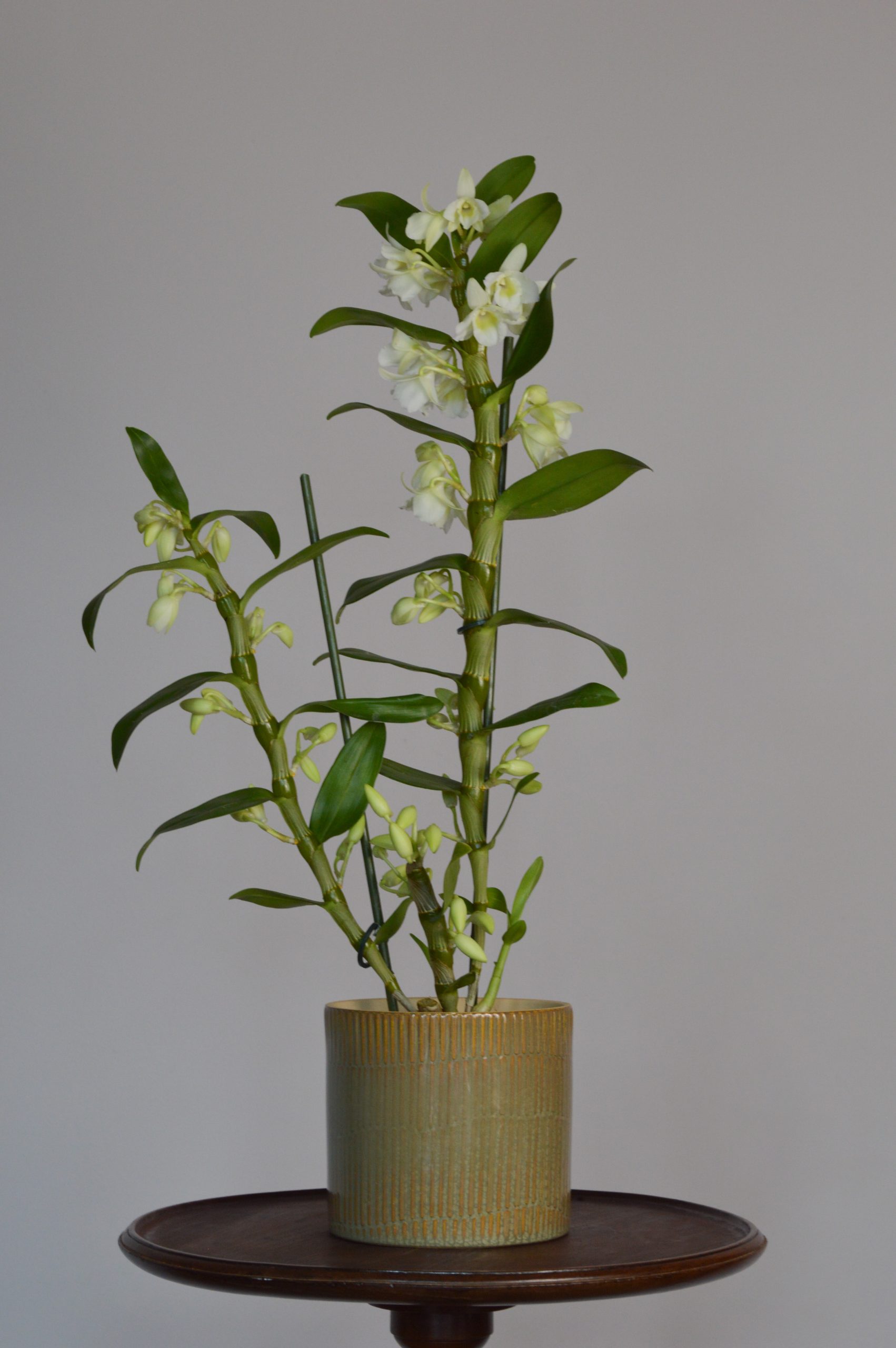 Apollon White, Dendrobium Nobile Orchid - Image 7