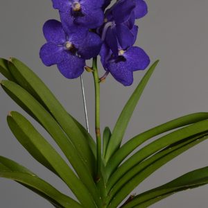 Nitaya Royal Blue, Blue Vanda Orchid