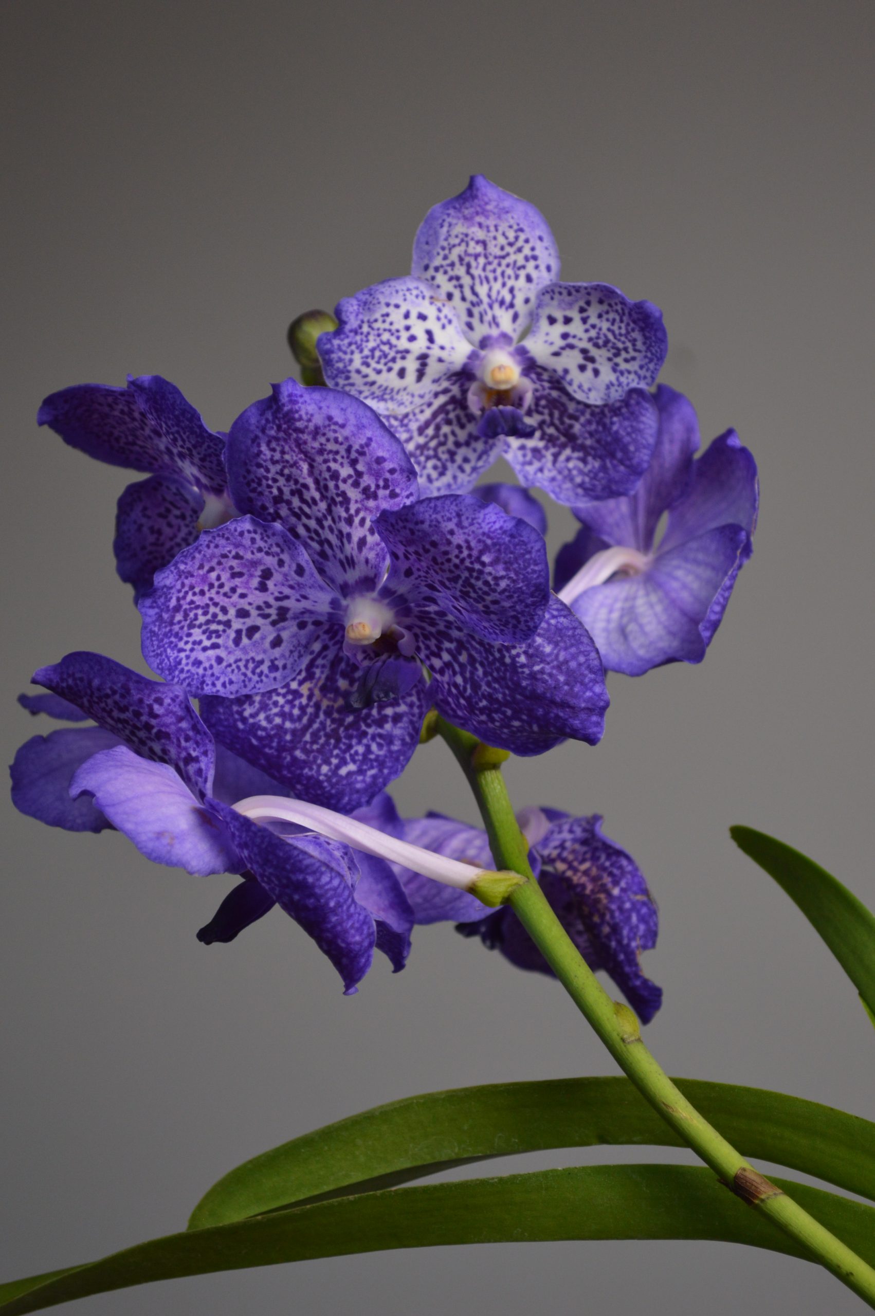 Sunanda Sapphire, Purple Vanda Orchid - Image 3