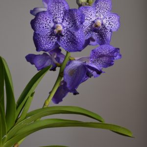 Sunanda Sapphire, Purple Vanda Orchid