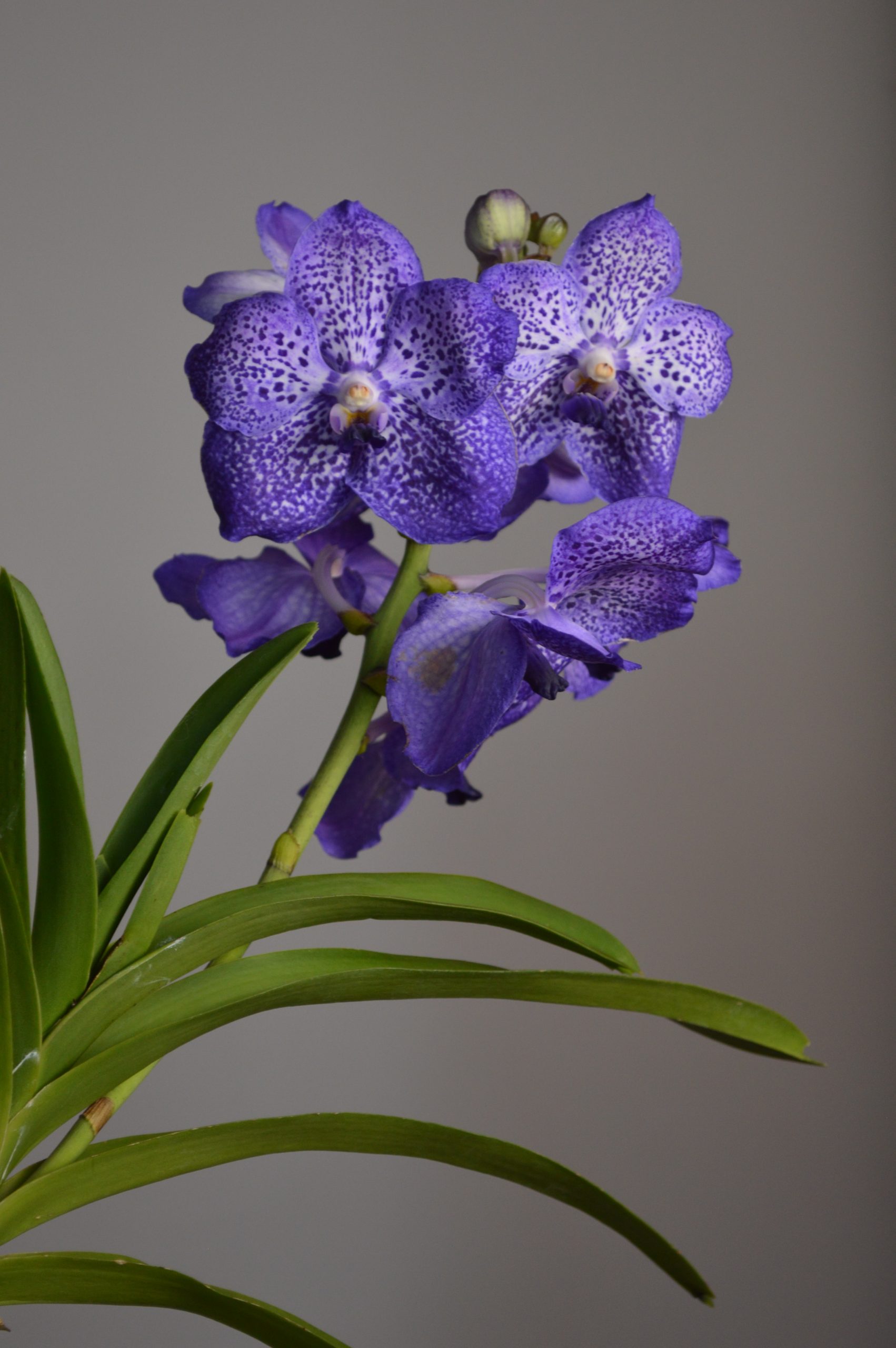 Sunanda Sapphire, Purple Vanda Orchid