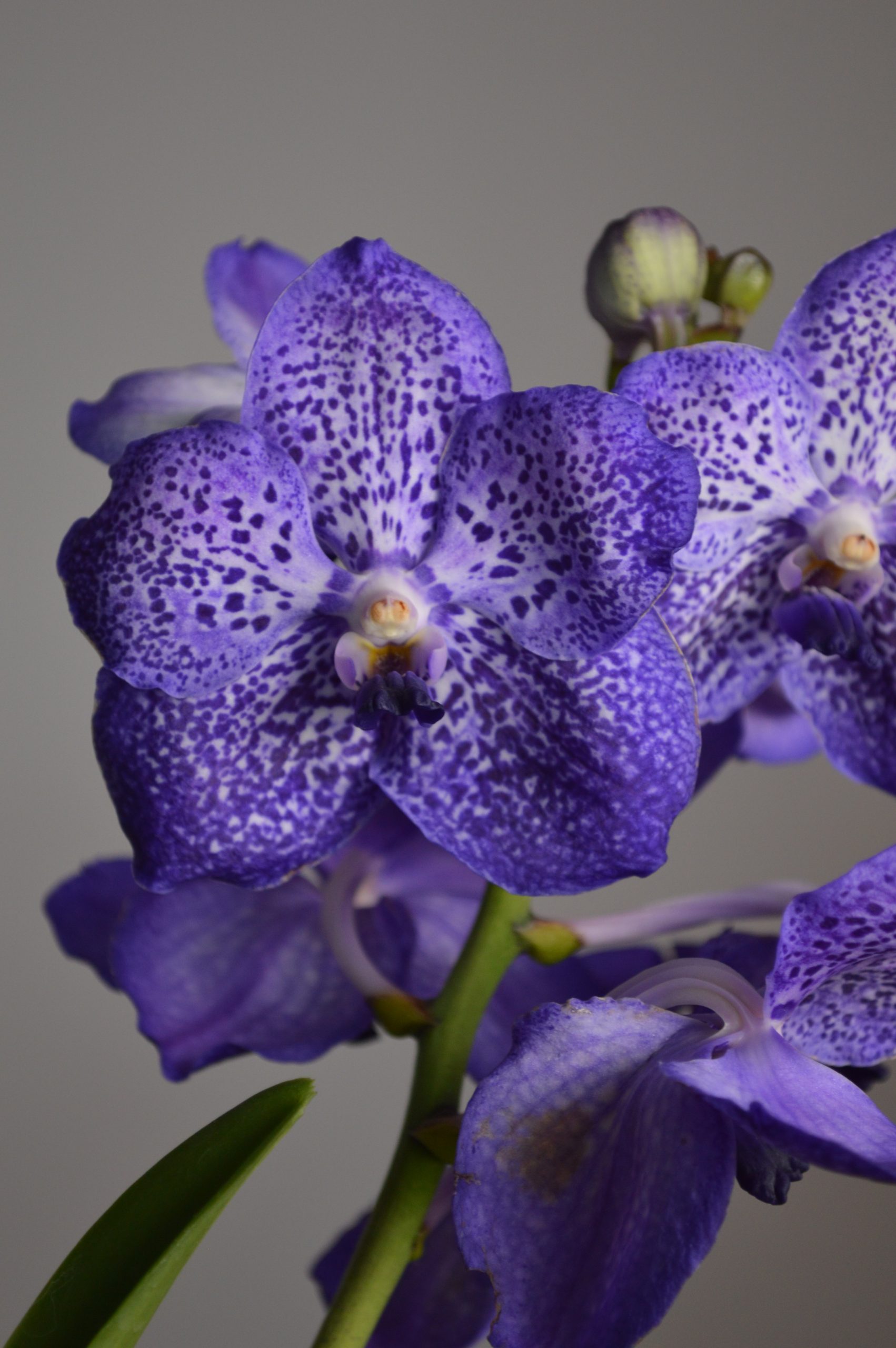 Sunanda Sapphire, Purple Vanda Orchid - Image 2
