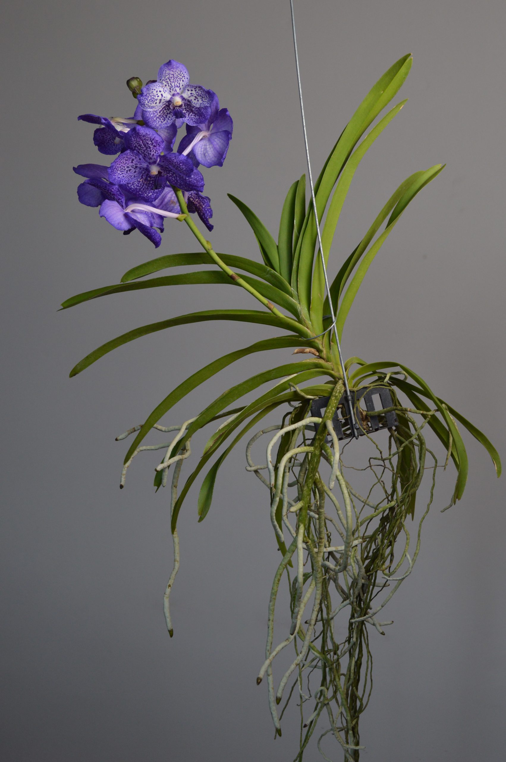 Sunanda Sapphire, Purple Vanda Orchid - Image 6
