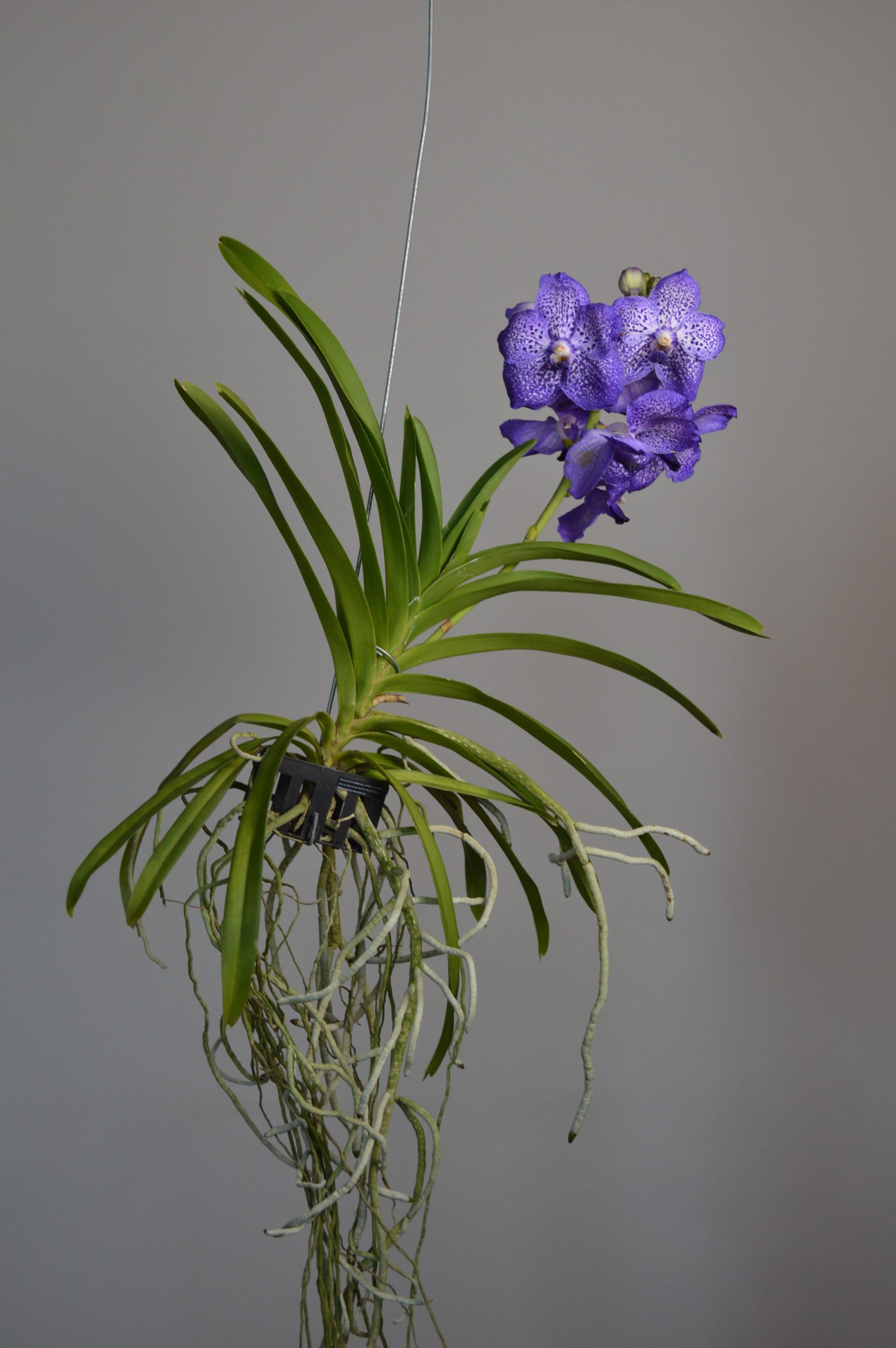 Sunanda Sapphire, Purple Vanda Orchid - Image 7