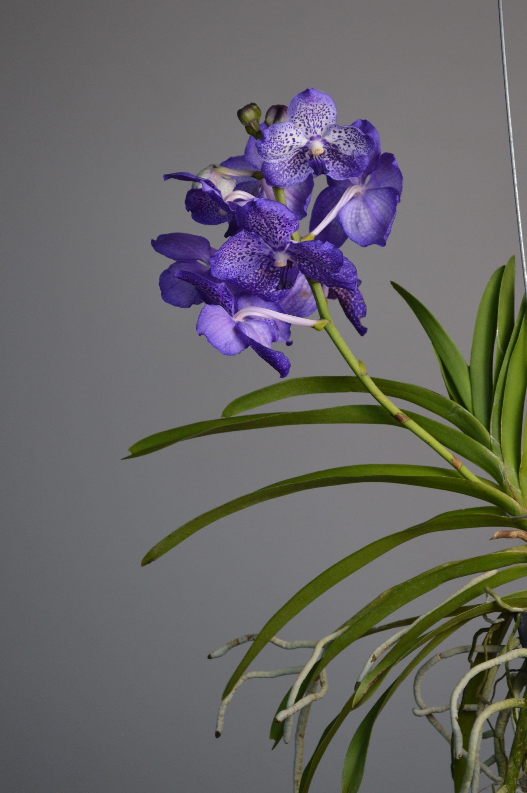 Sunanda Sapphire, Purple Vanda Orchid - Image 5