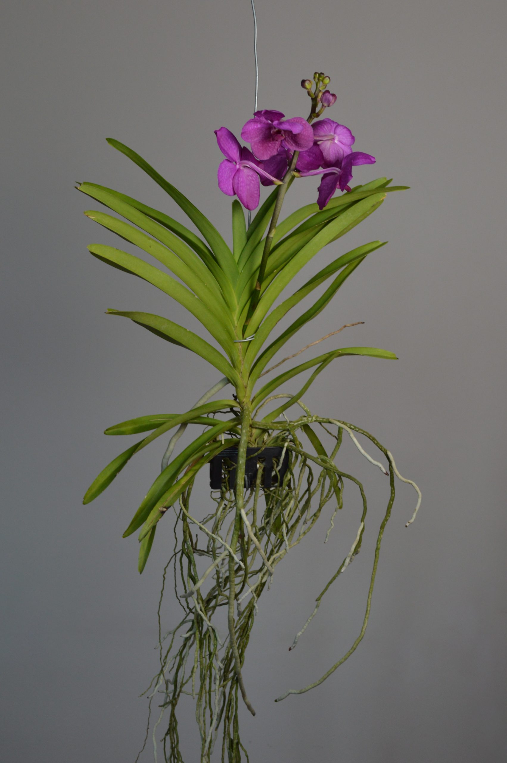 Tayanee Cerise, Pink Vanda Orchid - Image 3