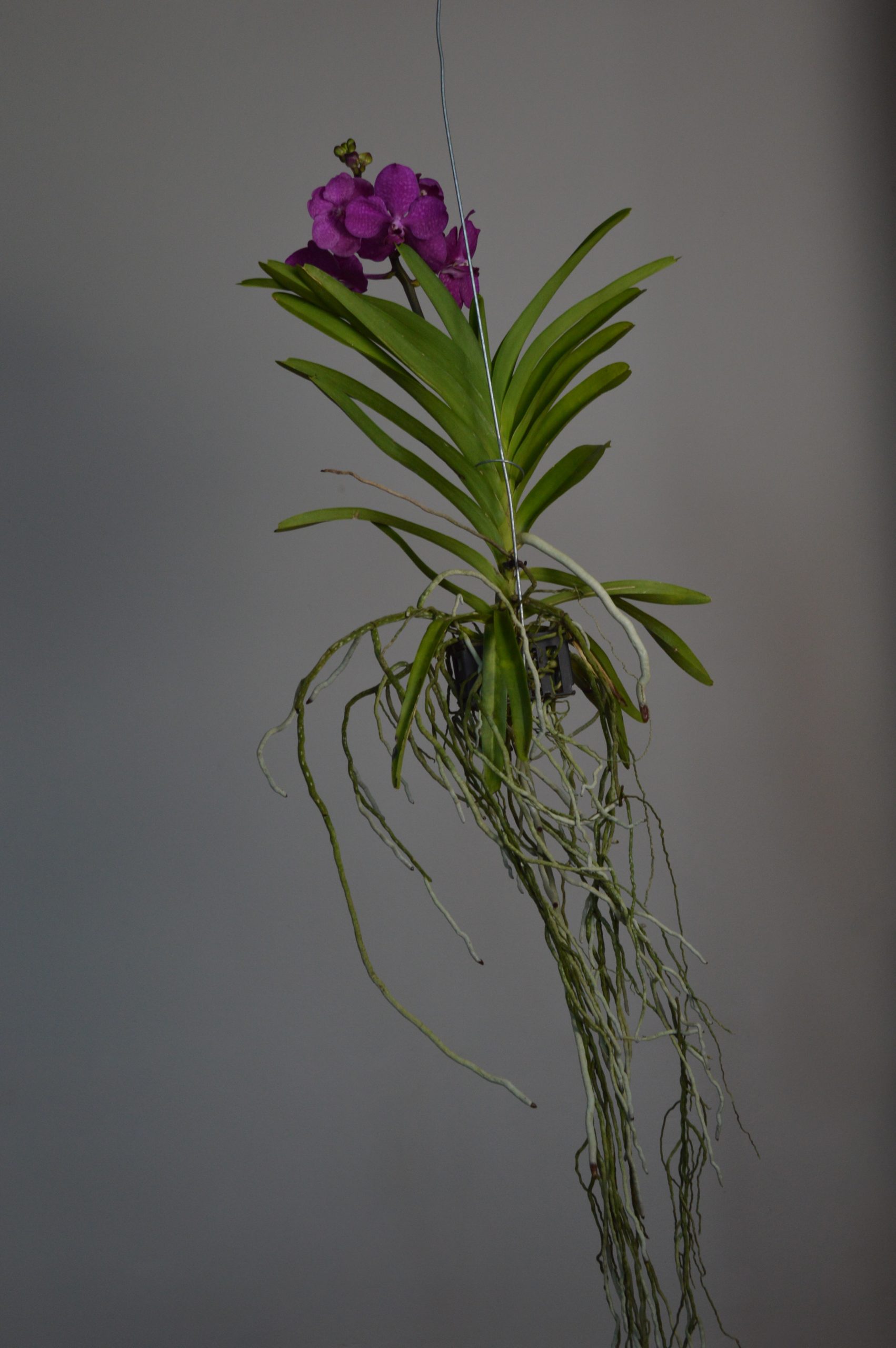 Tayanee Cerise, Pink Vanda Orchid - Image 4