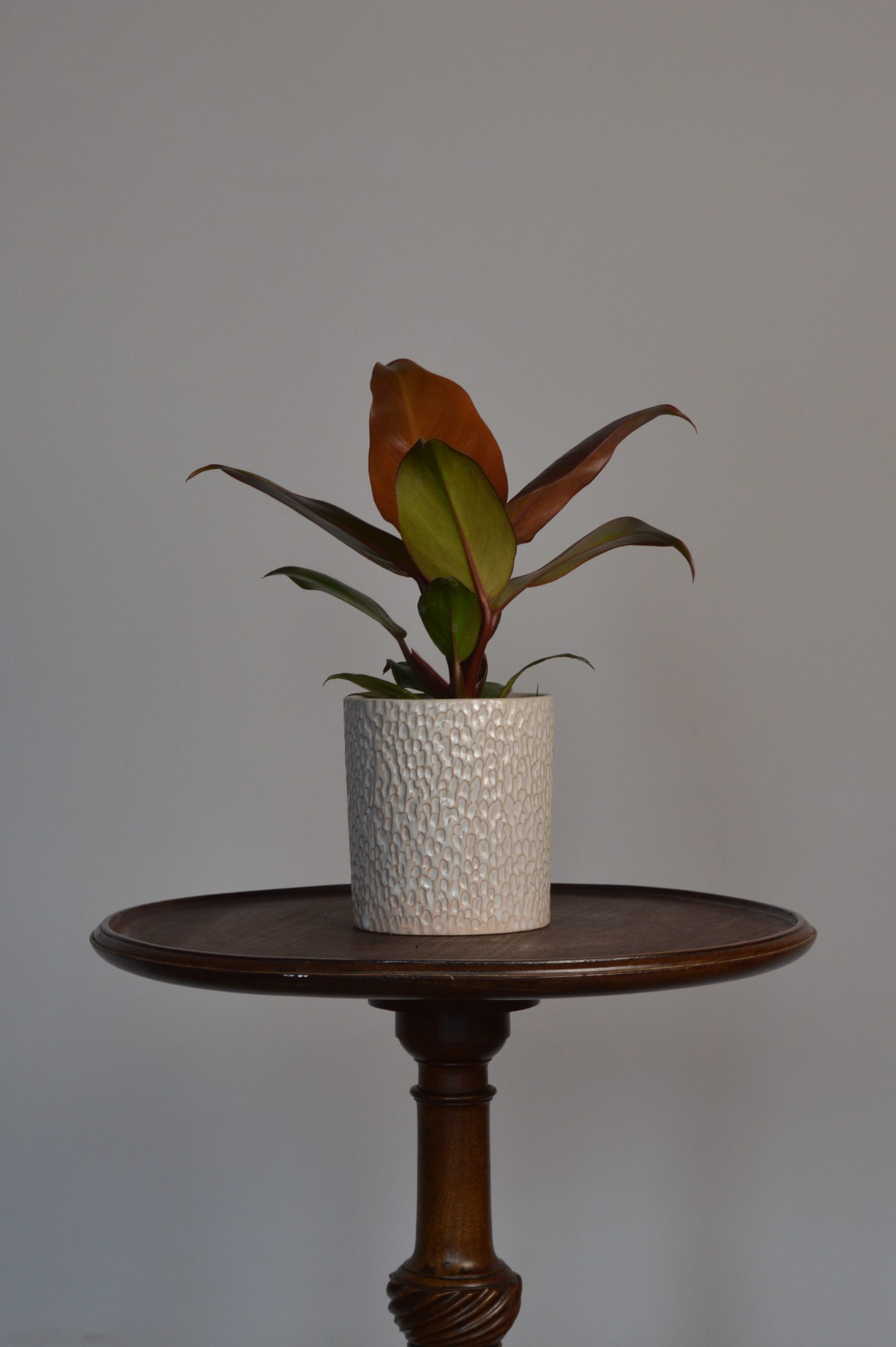 Prince Of Orange, Philodendron - Image 3