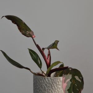 Pink Princess, Philodendron