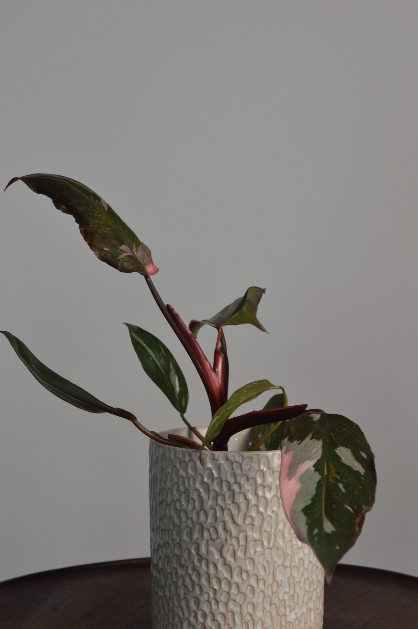 Pink Princess, Philodendron
