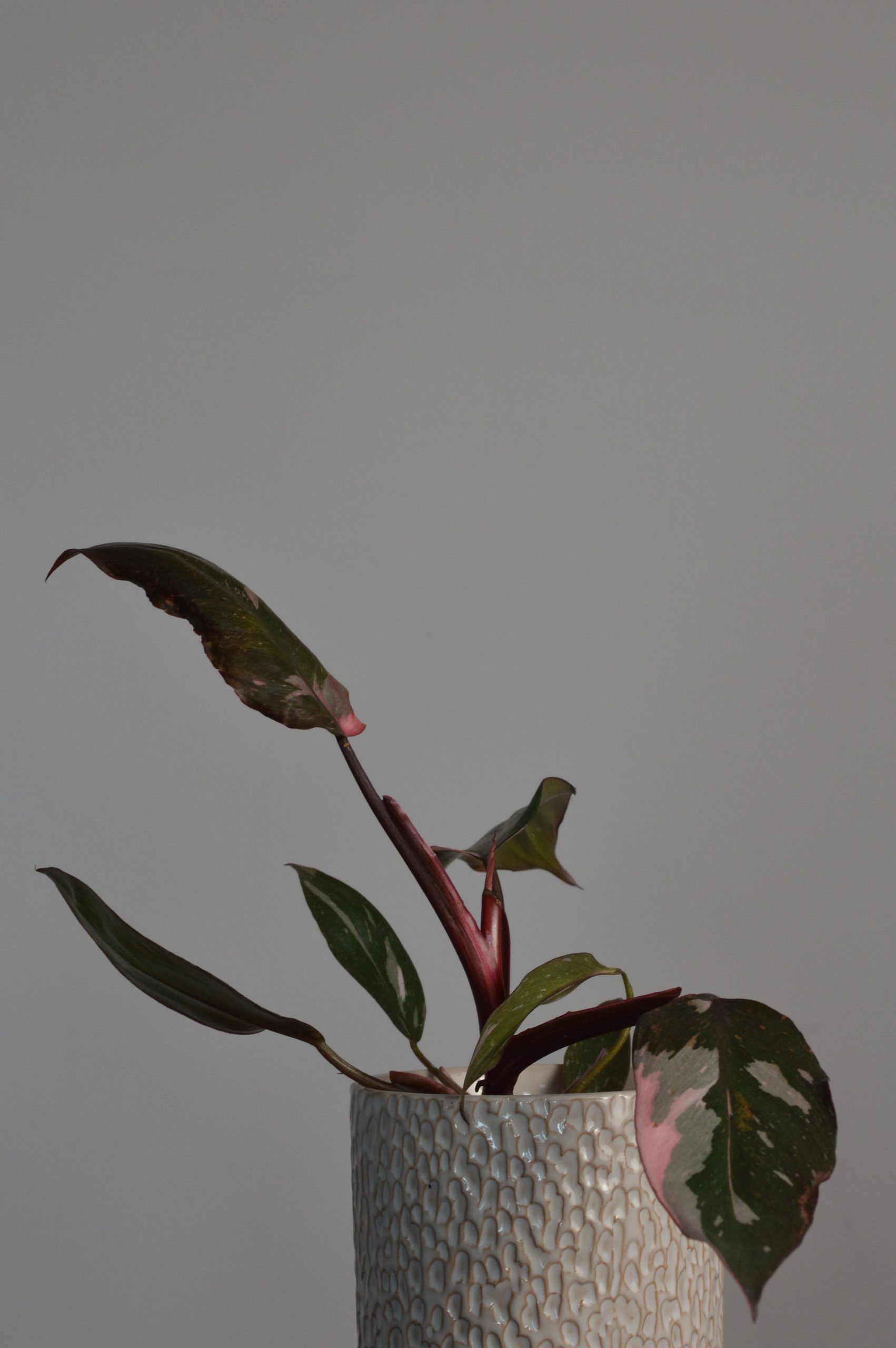 Pink Princess, Philodendron - Image 2