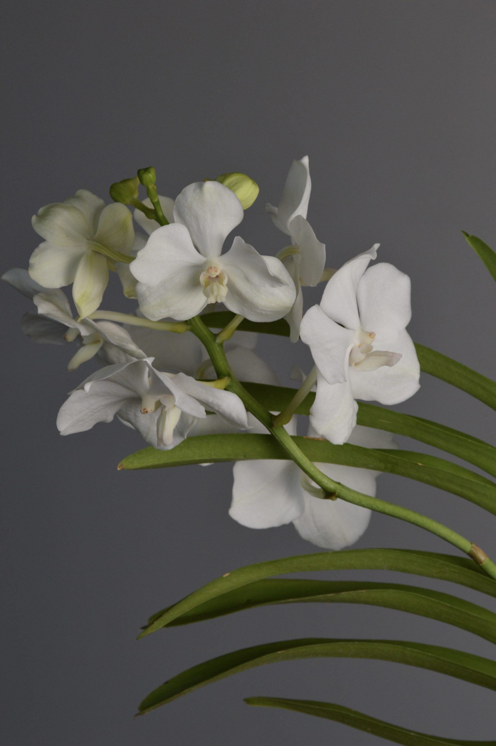 Tayanee White, White Vanda Orchid - Image 2