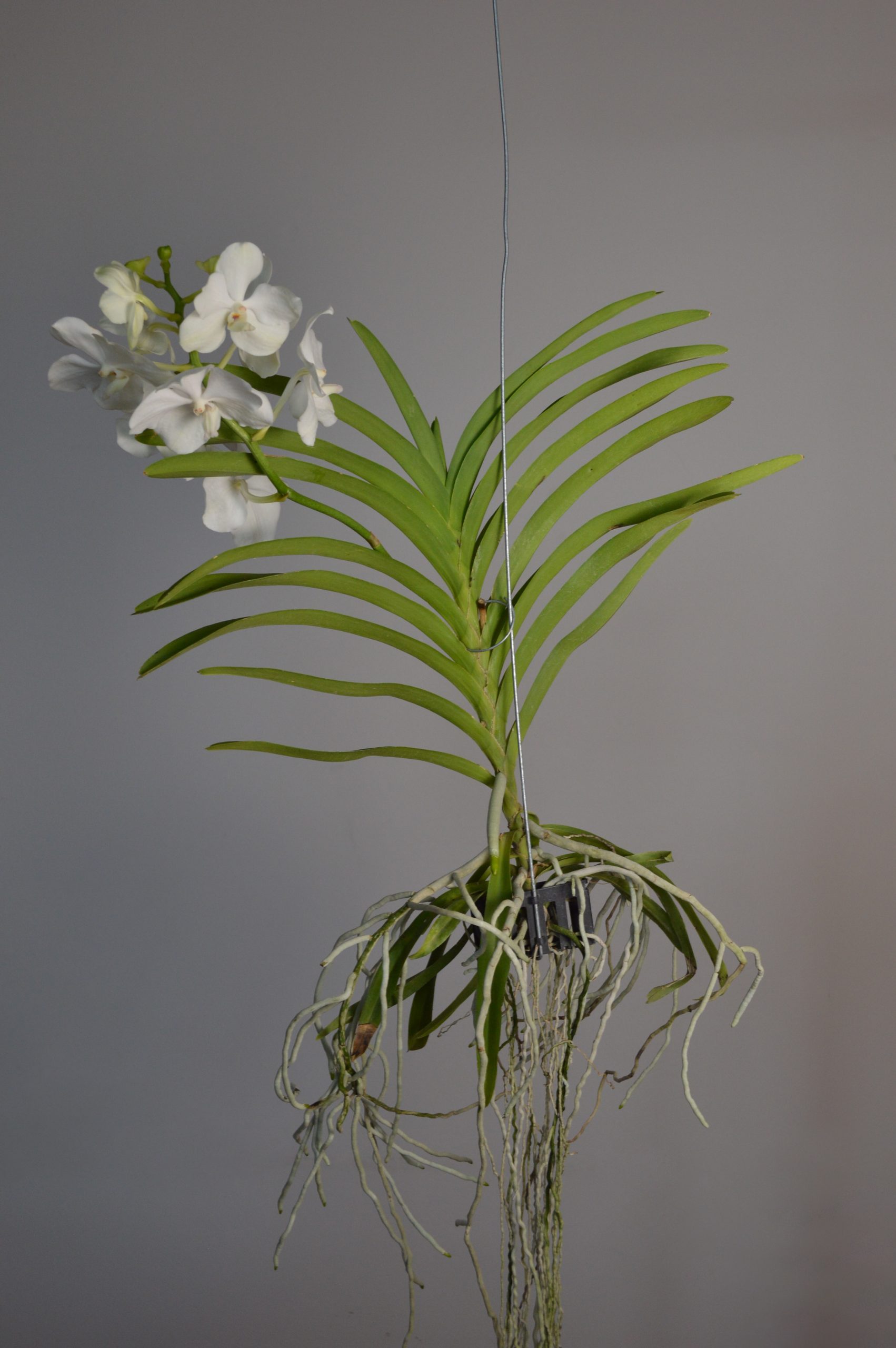 Tayanee White, White Vanda Orchid - Image 5